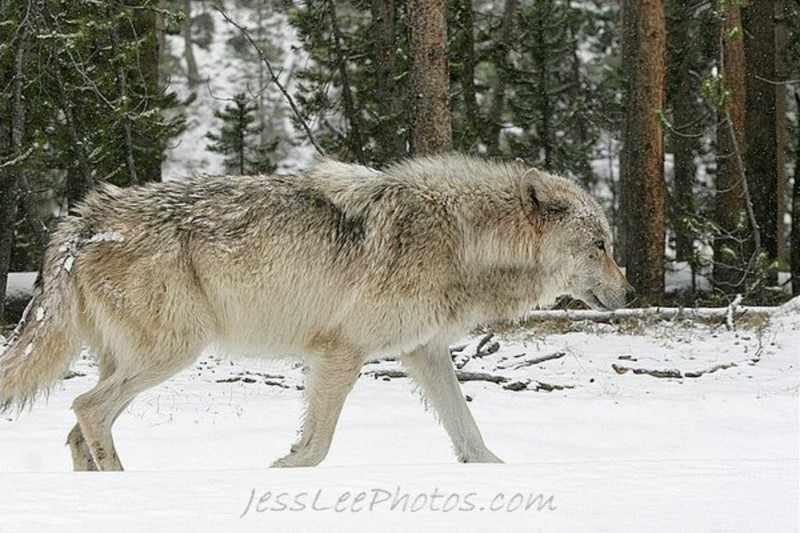 Date this athletic United States man Lycos2011 from Cincinnati US7254