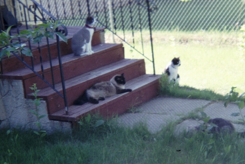 Date this voluptuous Canada man David from Edmonton CA328