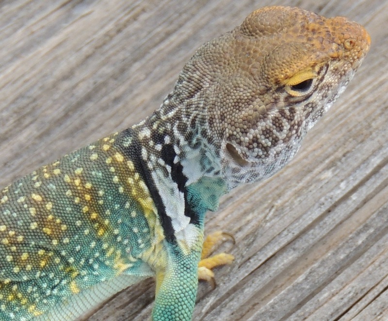 Date this lovely United States man Sphinx368 from Tampa US12026